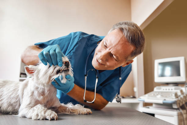 Best Urgent Dental Care in Gberts, IL